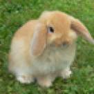 Legenda Iepurasului de Paste