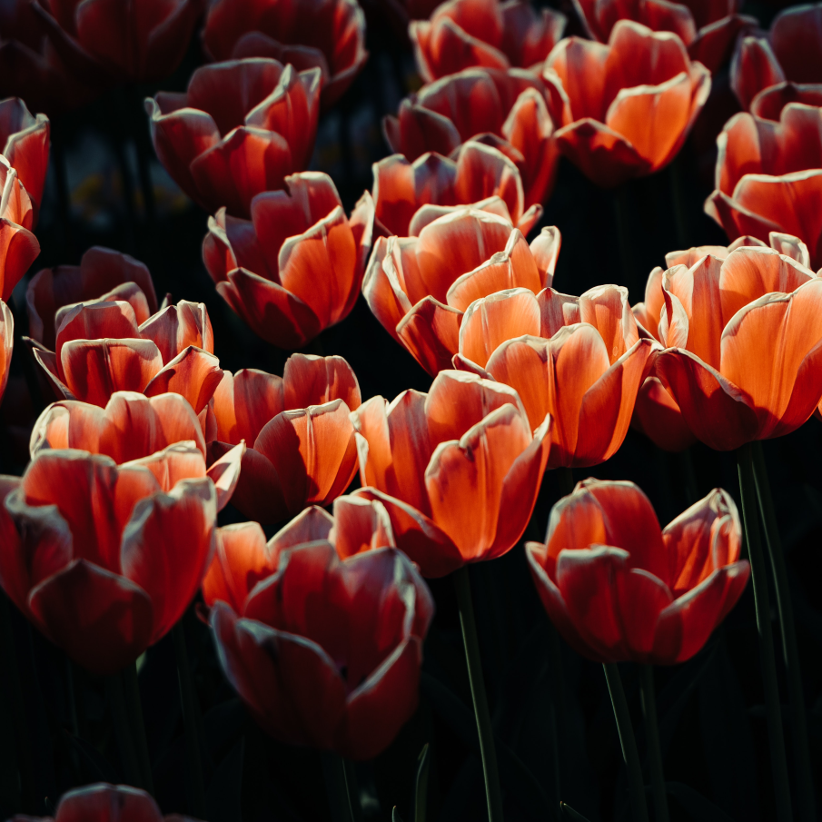 Raze de soare și umbre peste un câmp de lalele