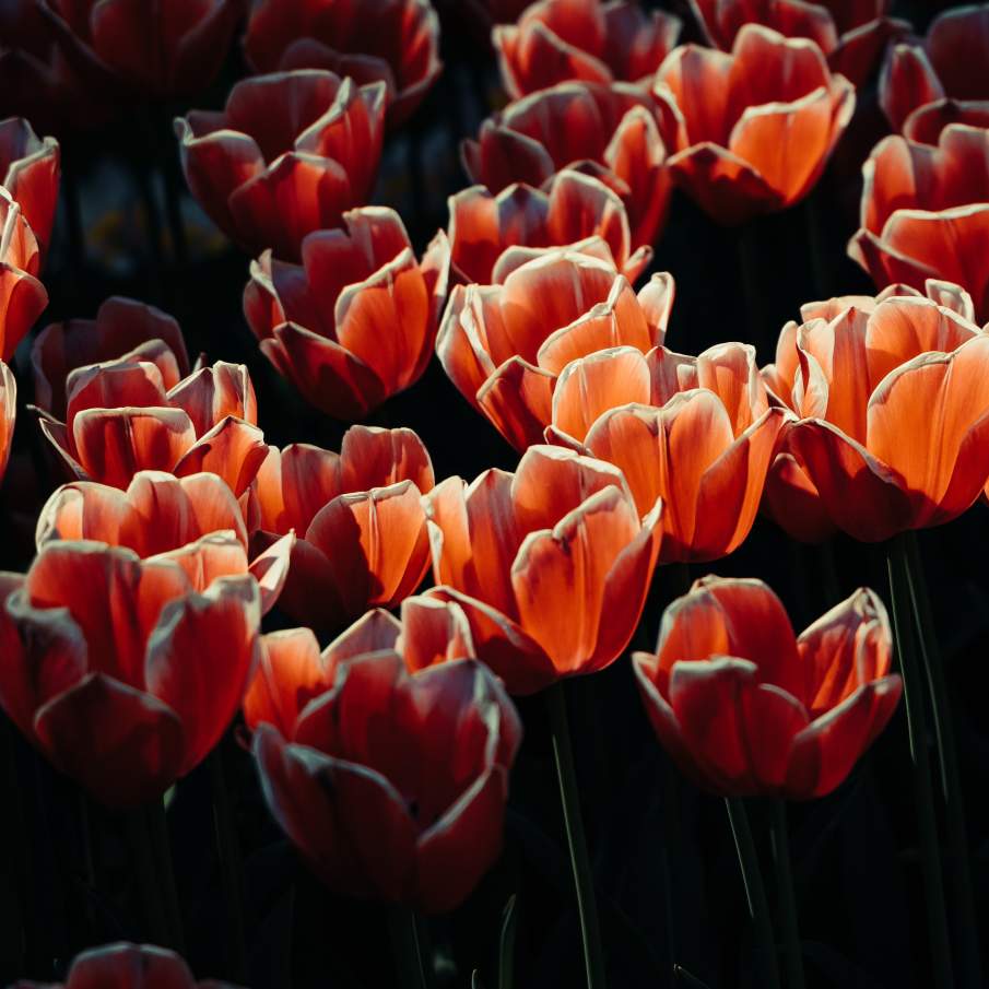 Raze de soare și umbre peste un câmp de lalele