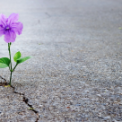  Dr. Dain Heer: Cum alegem speranta in momentele de disperare