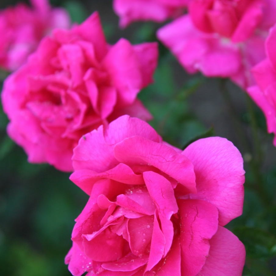 Valea Trandafirilor din Bulgaria, un loc ca din poveștile înmiresmate 