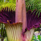 Floarea cadavru - Amorphophallus titanum, cea mai mare floare din lume care miroase a moarte și descompunere