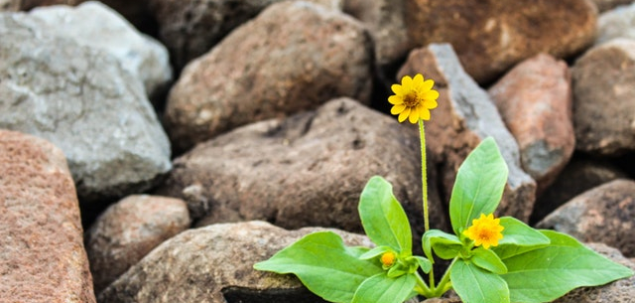 Care crezi ca este scopul vietii tale?