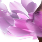 Fibromul uterin în sarcină poate fi tratat. Dr. Silviu Istoc povestește cazurile de succes