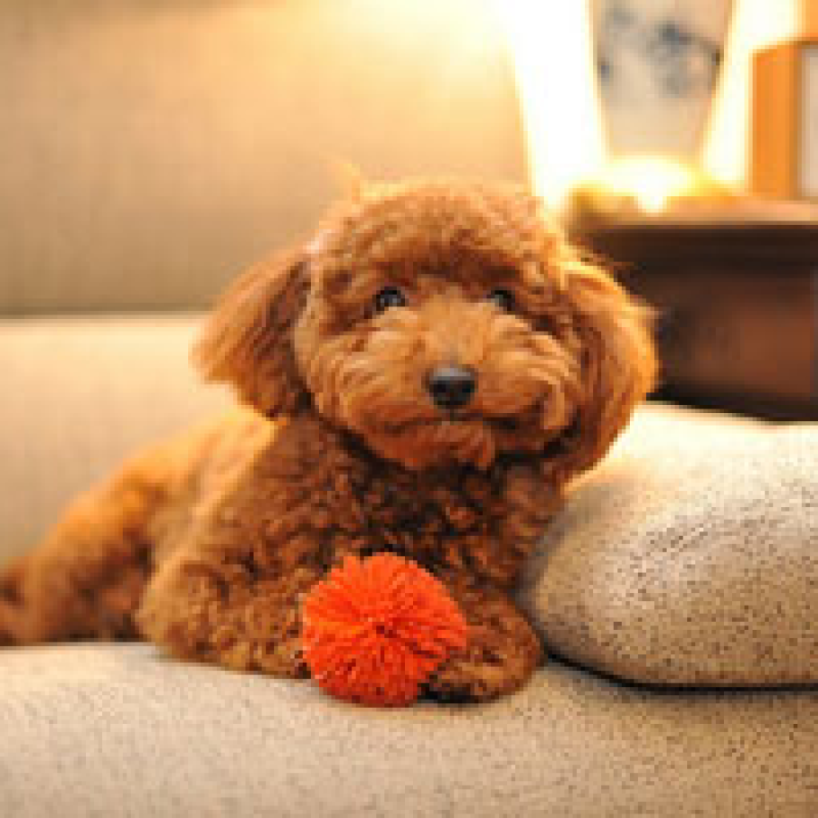 Canis/ Caniche/ Pudel