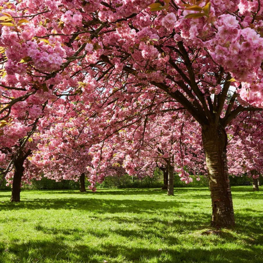 Copaci din Franța revărsându-se de greutatea florilor. Atâta frumusețe trebuie să fie greu de dus... 