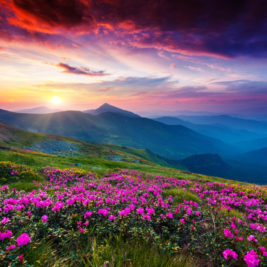 Magie purpurie:  Flori salbatice de Rhododendron pe crestele muntilor Carpati 