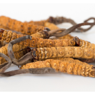 Ciuperca Tibetană (Cordyceps Sinensis): o MINUNE pentru sănătate