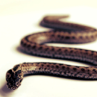 Din secretele civilizatiilor: Horoscopul Celtic si cele 13 zodii totemice