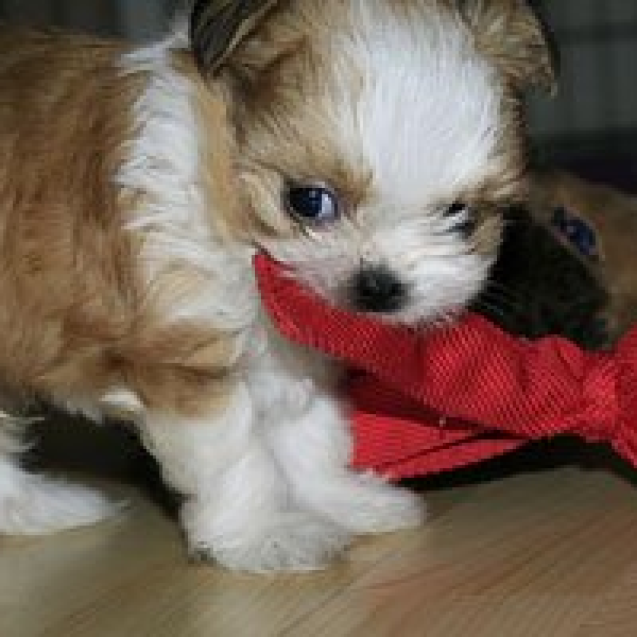 Shih Tzu