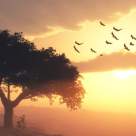 Hermann Hesse: Invatati de la COPACI! Acasa nu este nici aici, nici acolo. Acasa este inauntrul vostru