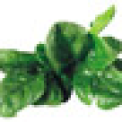 Piept de pui umplut cu spanac in sos de vin