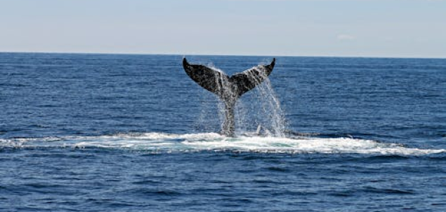 Cum ai descrie energia lunii iulie pentru tine?