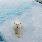 Planeta noastră suferă... WWF dezvăluie amploarea impactului omenirii asupra Pământului