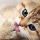 Pisica iti aduce fericirea! Care sunt avantajele de a avea in casa o mica felina