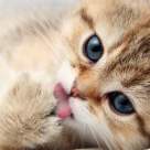 Pisica iti aduce fericirea! Care sunt avantajele de a avea in casa o mica felina