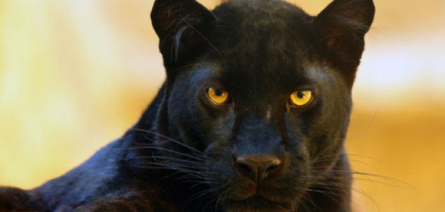 Care este denumirea tigrului negru?