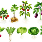 Fotografii uimitor de creative! Artista Marija Tiurina a transformat fructele si legumele in superbe personaje de ilustratii