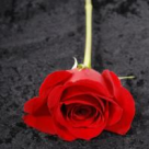 Fosti iubiti, dar nu dusmani de moarte