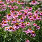 Echinaceea: Tot ce trebuie să știi despre planta minune, beneficii, ceaiul de echinaceea și utilizarea la copii