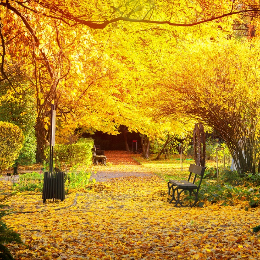 Toamne tese cele mai mestesugite covoare