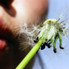 Dorintele imposibile ale zodiilor pentru noul an