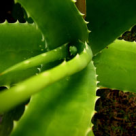 14 Beneficii tamaduitoare cu Aloe Vera