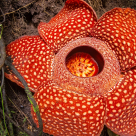 Foto: Top 7 flori cu cel mai respingator miros din lume 