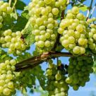 Uleiul din samburi de struguri, leacul miraculos impotriva imbatranirii