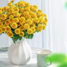 Top 7 sfaturi de îngrijire pentru crizanteme