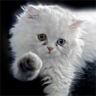 O pisica noua in casa