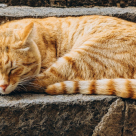 De ce iubesc japonezii pisicile? Descoperă detaliile relației aproape sacre dintre poporul nipon și frumoasele feline