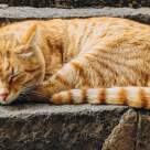De ce iubesc japonezii pisicile? Descoperă detaliile relației aproape sacre dintre poporul nipon și frumoasele feline