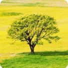 O legatura ancestrala creata printr-un juramant sacru: arborele si fiinta umana