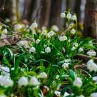 Loc de poveste în România la început de primăvară: mii de ghiocei înfloriți pe aproape 10 hectare 