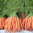 Reteta de post: Mancare de morcovi