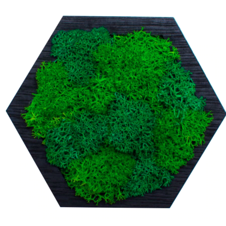 Decor Formă Hexagon HH1531 din lemn Perosnalizat cu Licheni 15x13 cm