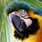 Lansarea Filmului Rio - Interviu cu Rodrigo Santaro