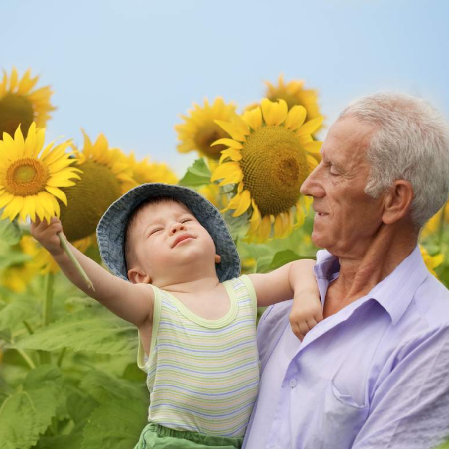Copil și bunic în lanul de floarea-soarelui