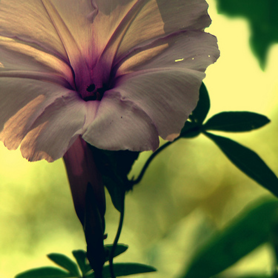 Floare la apus de soare