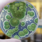 Cine a inventat penicilina? Descoperirea primului antibiotic din lume a schimbat radical cursul medicinei moderne 