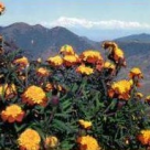 Ghidul plantelor medicinale si aromatice de la A la Z