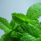 Menta