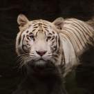 Testul Tigrului Alb: Care este darul tău sacru în această viață?