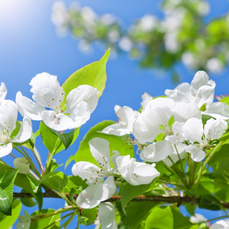 Sfânta treime a primăverii: albul pur, verdele crud și albastrul ciel 