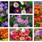 Săptămâna 🏵️-decodată: Floarea de toamnă care îți dezvăluie misiunea sufletului în funcție de ziua în care te-ai născut