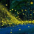 Sunt magice, desprinse parcă din altă lume: 19 imagini divine cu licurici brăzdând întunericul nopții 