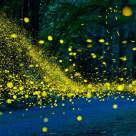 Sunt magice, desprinse parcă din altă lume: 19 imagini divine cu licurici brăzdând întunericul nopții 