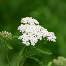 Coada-Șoricelului: Beneficii și utilizări ale ceaiului de Coada-Șoricelului