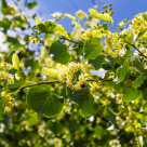 Teiul, arborele sacru al sanatatii